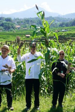 Sorgum dan Sukun Jadi Motor Baru Diversifikasi Pangan Indonesia